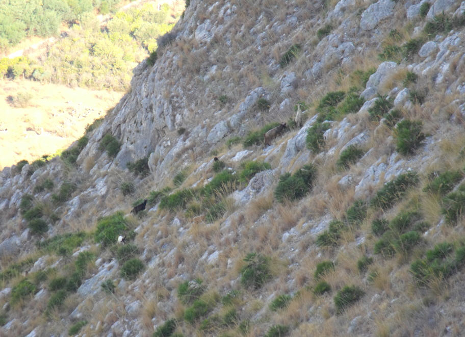 Conferma capre selvatiche